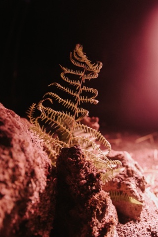 photo: Domenico Lanaia